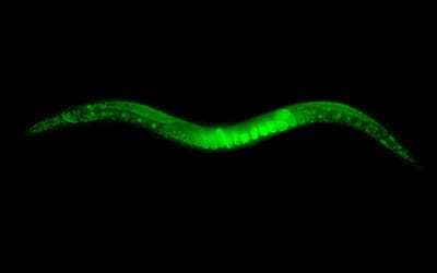 Biologists identify pathways that extend lifespan by 500%