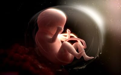 Vedanta and Embryology