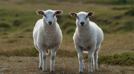 Bioethics, Science of Life, and Spirituality